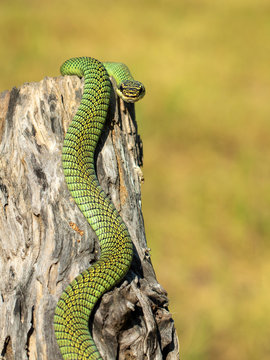 Image of Golden Tree Snake (Chrysopelea ornata) on the stump on a natural background. Reptile. Animal.