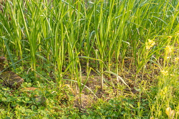 Beds with young onions, rows of green onions, green onions in the ground