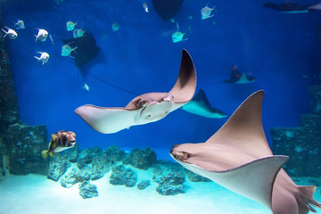 Several stingrays among fish swim in the blue sea.