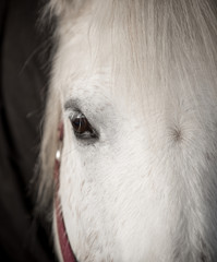 Fototapeta premium close up portrait of grey horse's eye