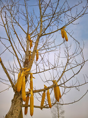 corn in tree on background of blue sky