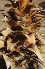 trunk of a palm tree close up, texture