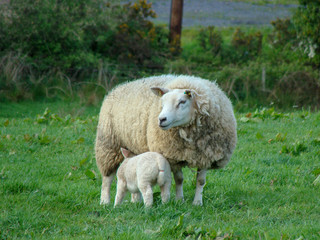 landscape with sheep on pasture