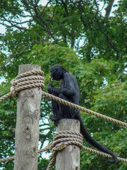 a black monkey on a pole