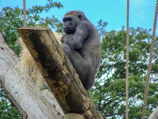 a black monkey on a pole
