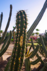 Cactus at sunset close-up against the background of other cacti