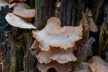 Close-up a of mushrooms in the natural environment – forest mushroom