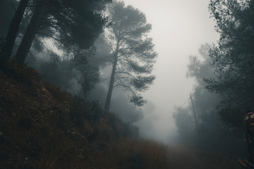 camino de bosque con niebla