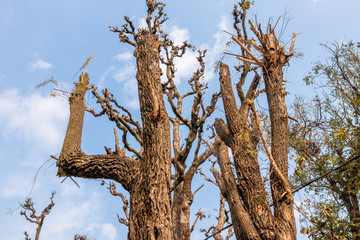 Tree branches over the blue sky