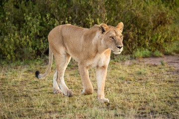 Fototapeta na wymiar Lioness walks past bush on savannah
