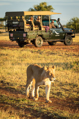 Lioness walks past truck on dirt track
