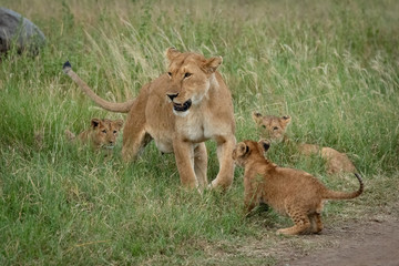 Lioness walks through grass with three cubs