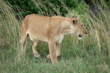 Lioness walks through long grass near bushes