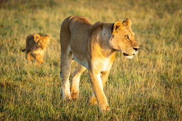 Lioness walks through short grass with cub