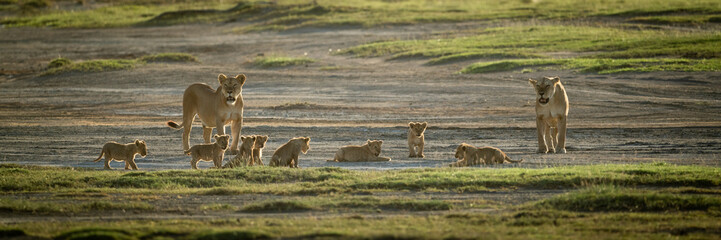 Lionesses walk towards camera with eight cubs