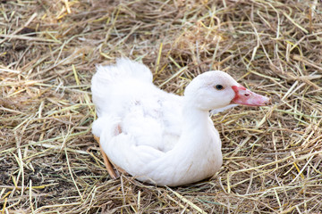 Lying down white duck on straw background