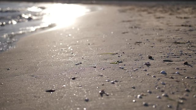 Shore of sea with green seaweed stone and shells in Spain at sunset, slow motion