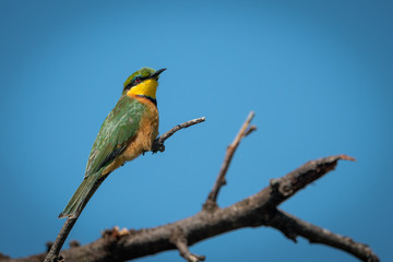 Fototapeta na wymiar Little bee-eater on diagonal branch with catchlight