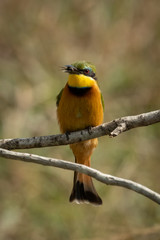 Little bee-eater perches on branch carrying insect