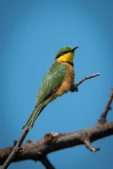 Little bee-eater with catchlight on diagonal branch
