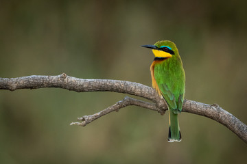 Little bee-eater perches on branch looking left