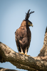 Long-crested eagle looks down from sunny branch