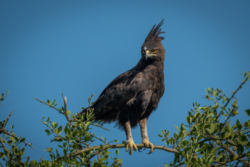 Long-crested eagle perched on branch looking down
