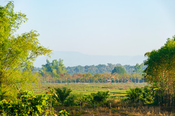 Fototapeta na wymiar Scenic view of rice field in the morning
