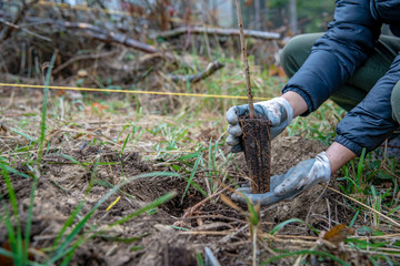 helping the forest after an ecological disaster by planting out young trees