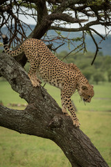 Male cheetah climbs down trunk of tree