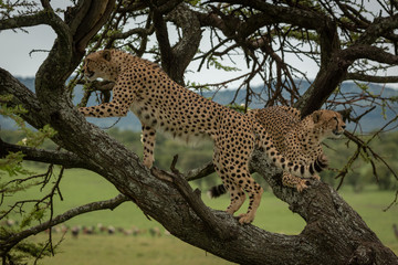 Male cheetah climbs tree branch beside brother