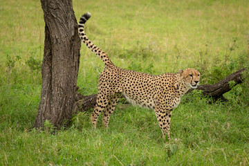 Male cheetah marks territory against tree stump