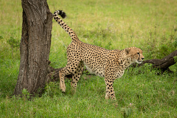 Male cheetah marks territory on tree stump