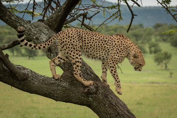 Male cheetah prepares to climb down tree