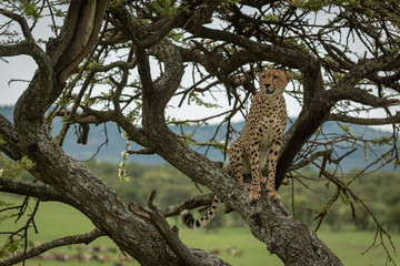Plakat Male cheetah sits in acacia looking left
