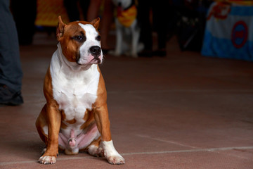 Dog breed staffordshire terrier
