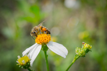 bee on flower