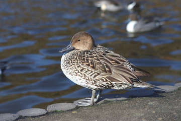 カモ　栃木県真岡市　井頭公園