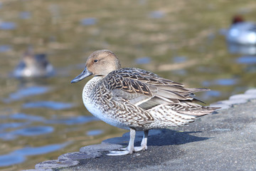 カモ　栃木県真岡市　井頭公園