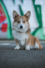 Welsh corgi dog with graffiti in the background