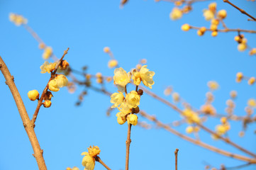 蠟梅　栃木県茂木町　城山公園