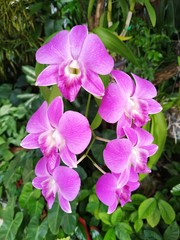 orchid pink flowers in the garden