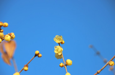 蠟梅　栃木県茂木町　城山公園