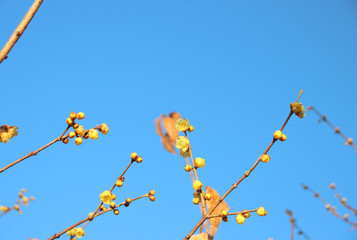 蠟梅　栃木県茂木町　城山公園
