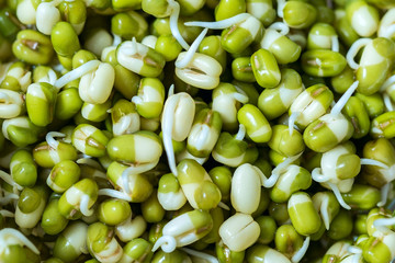 Sprouts of mung bean, germination of seed sprouts for nutrition, a raw food diet and vegetarianism