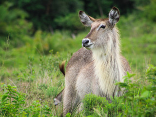 waterbuck