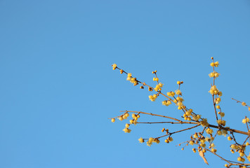 蠟梅　栃木県茂木町　城山公園