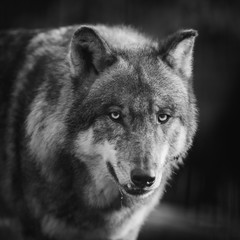  Scary dark gray wolf (Canis lupus)
