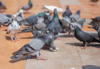 Obraz premium Beautiful women feed pigeons in the park during the day.