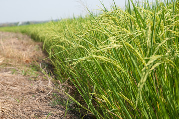 Thai jasmine rice, Thai jasmine rice, Thai jasmine rice farm, Thai jasmine rice background